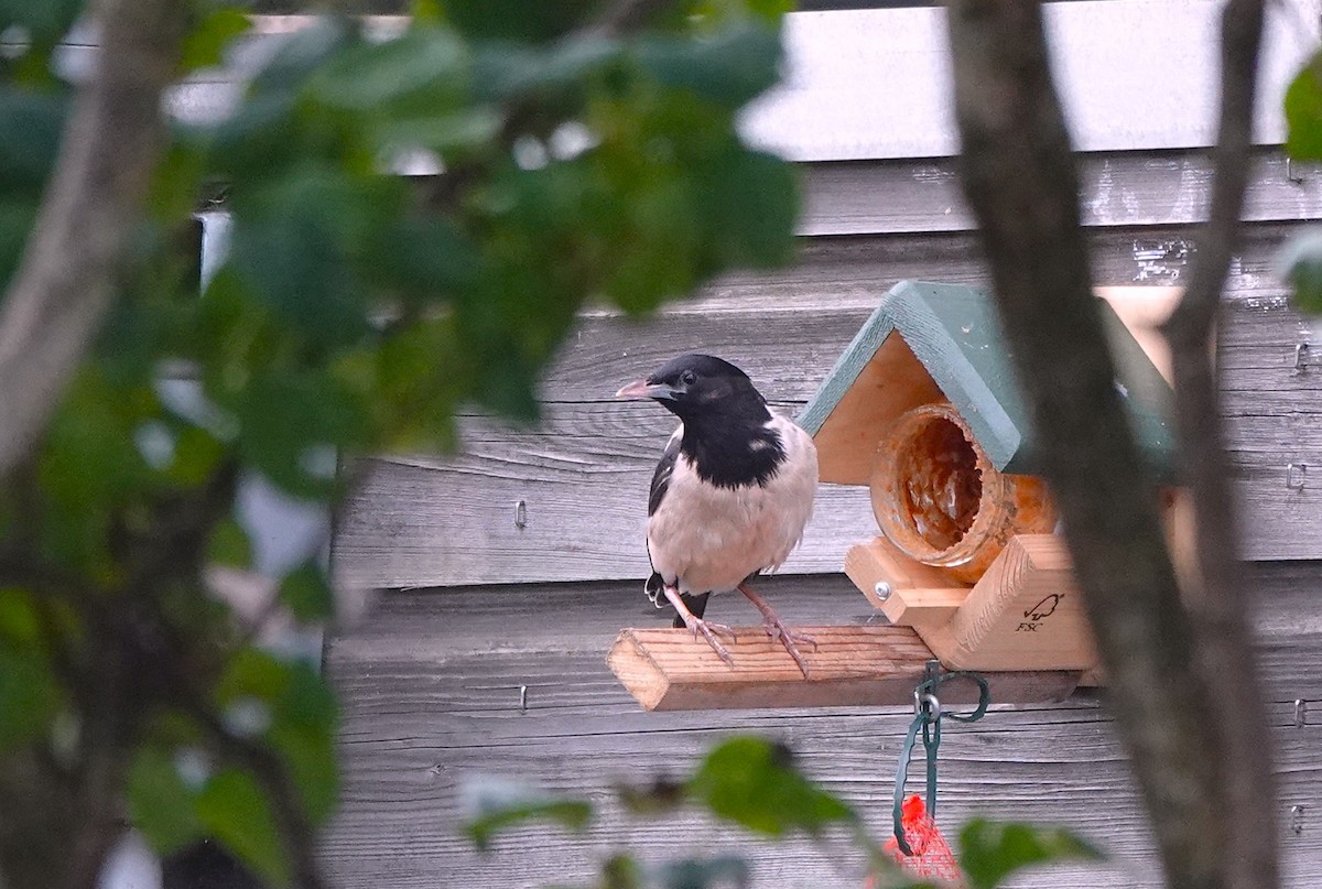 Rosy Starling - ML625882976