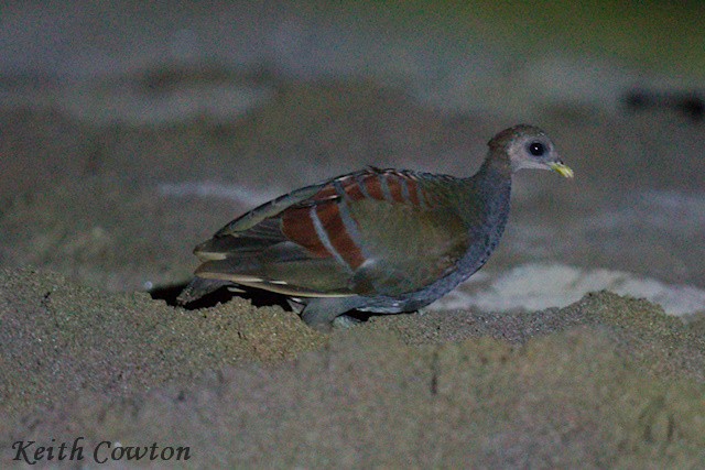 Moluccan Megapode - ML625882998