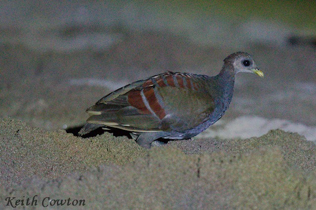 Moluccan Megapode - ML625882999