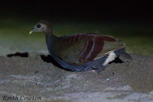 Moluccan Megapode - ML625883000