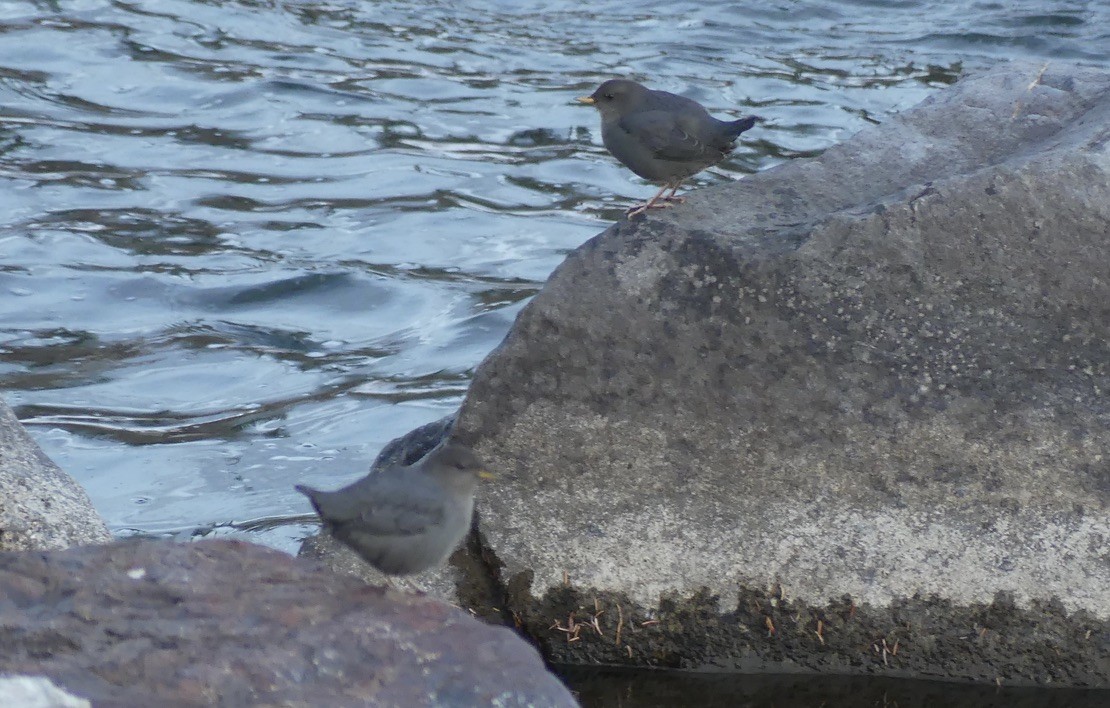 American Dipper - ML625883006