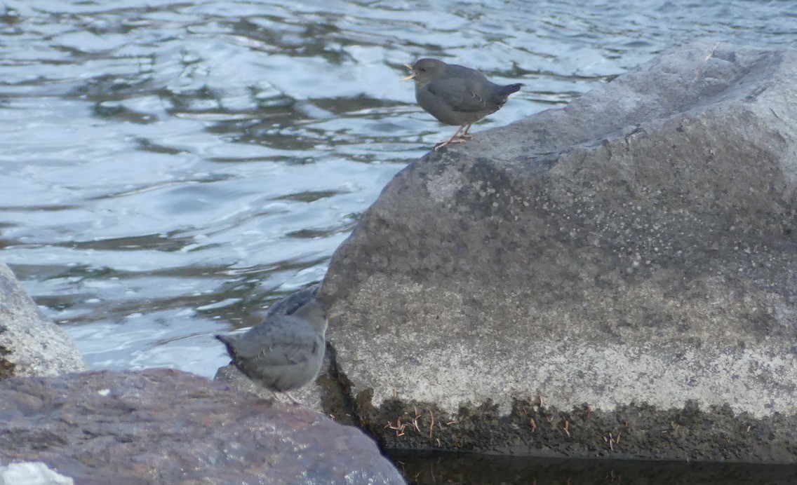 American Dipper - ML625883007