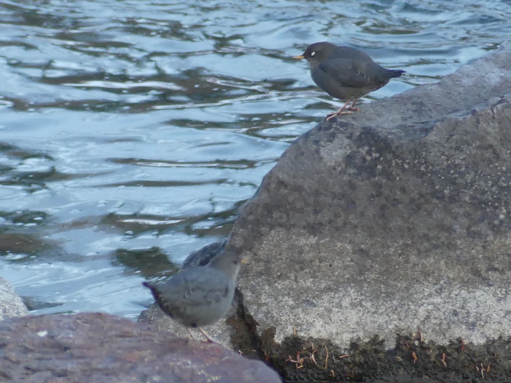 American Dipper - ML625883012