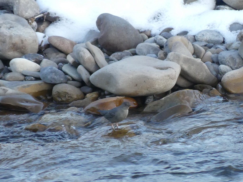 American Dipper - ML625883013