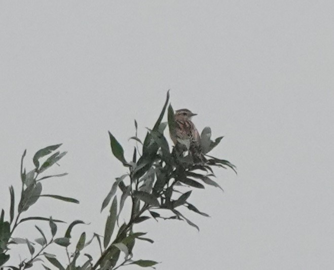 Whinchat - ML625883023