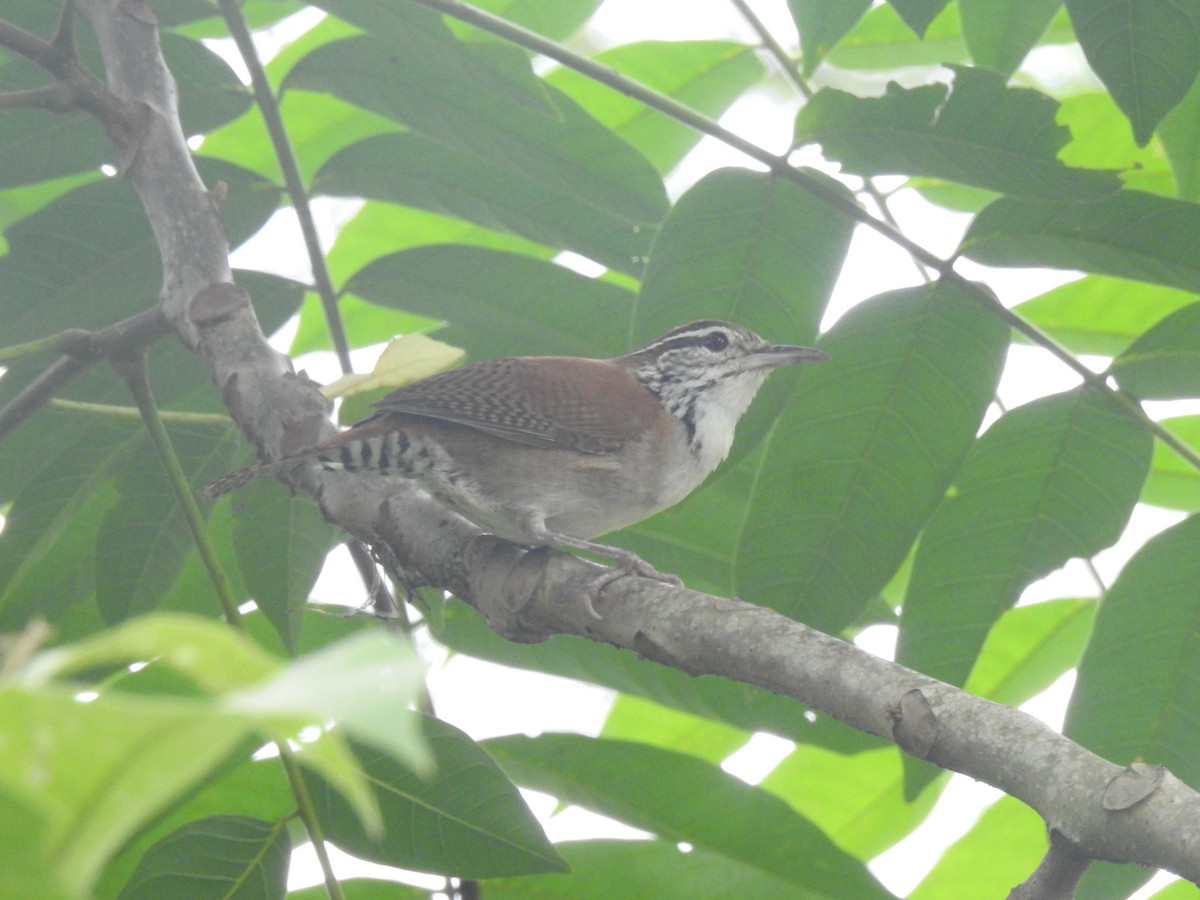 Rufous-and-white Wren - ML625883031