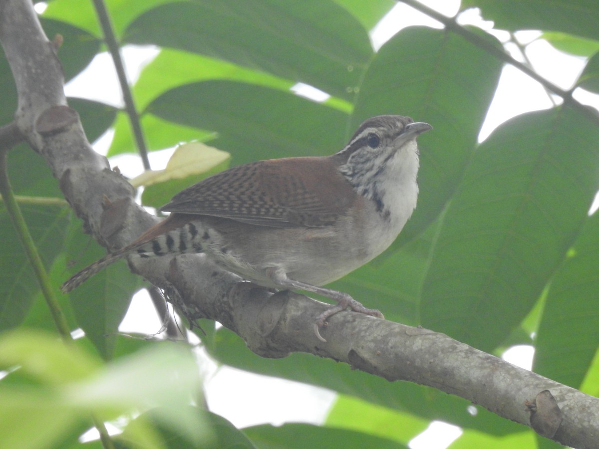 Rufous-and-white Wren - ML625883032