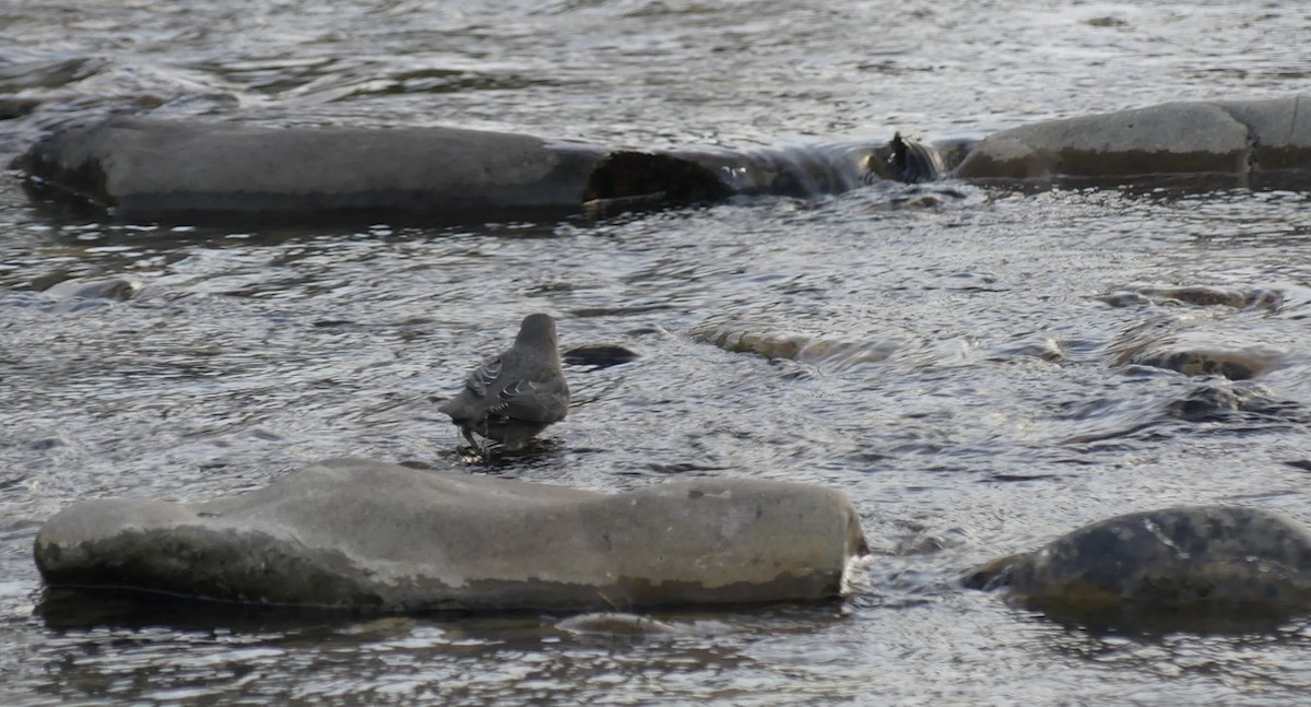 American Dipper - ML625883059