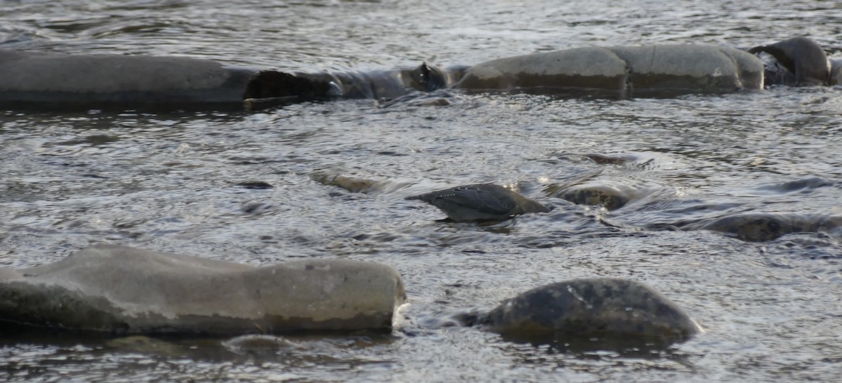 American Dipper - ML625883061