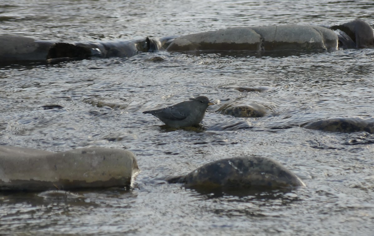 American Dipper - ML625883062