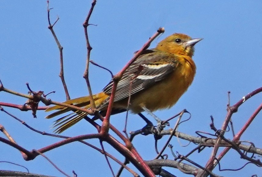 Baltimore Oriole - ML625883069