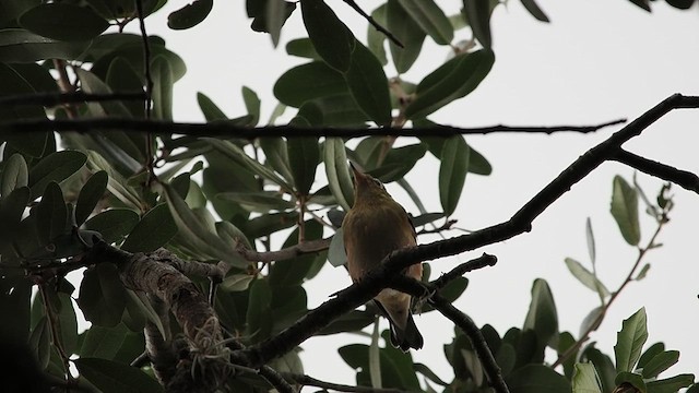 Bay-breasted Warbler - ML625883072