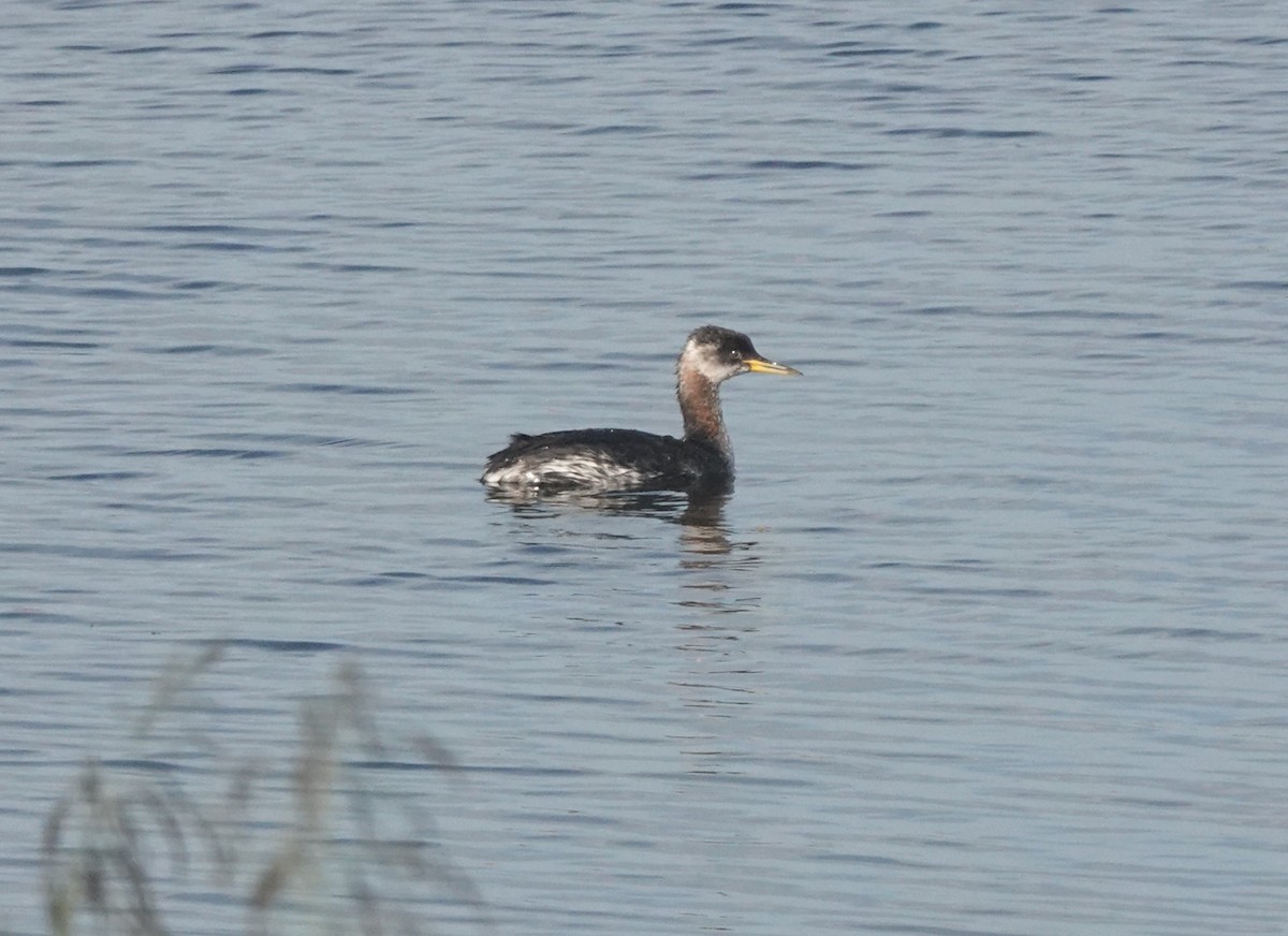 Red-necked Grebe - Niklas Zander