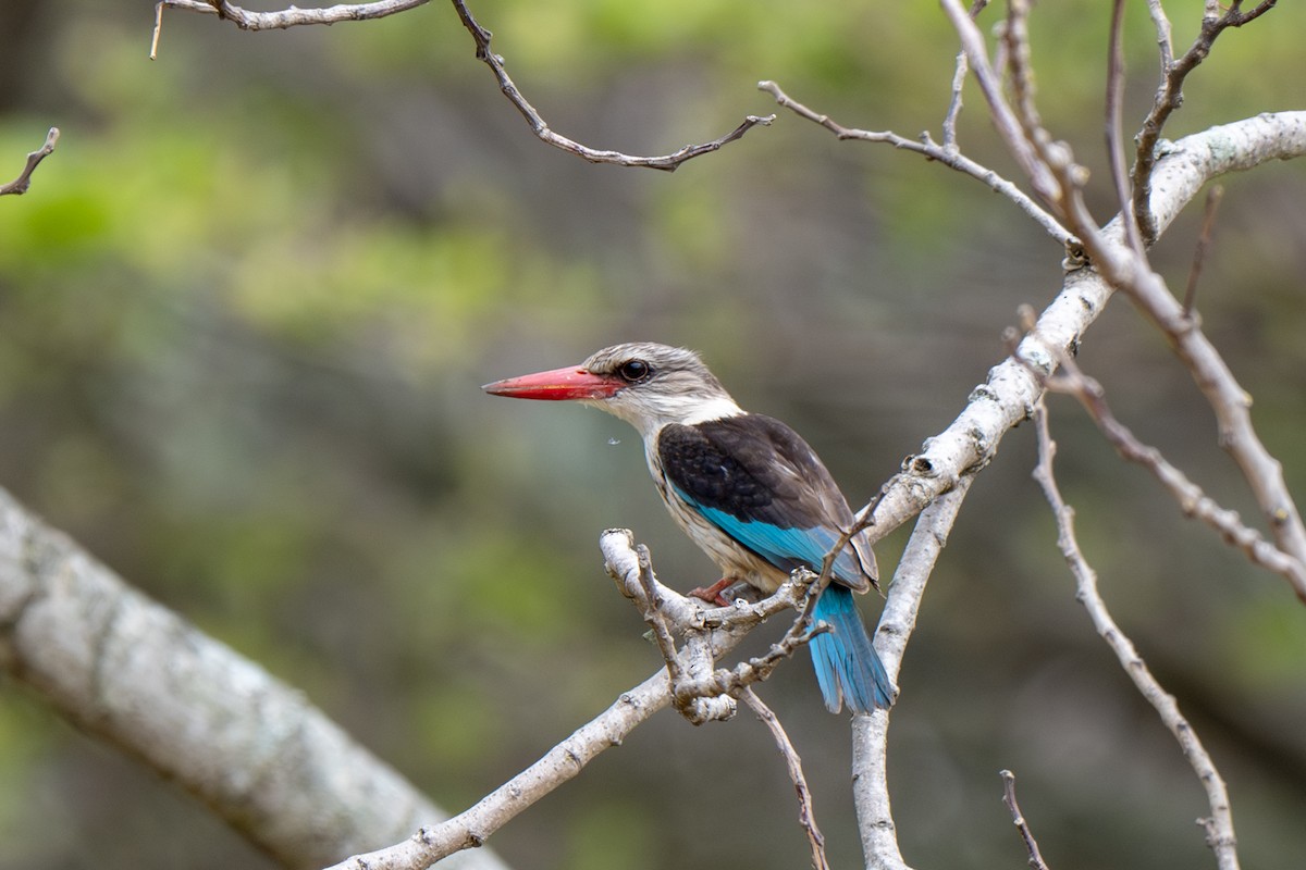 Brown-hooded Kingfisher - ML625883251