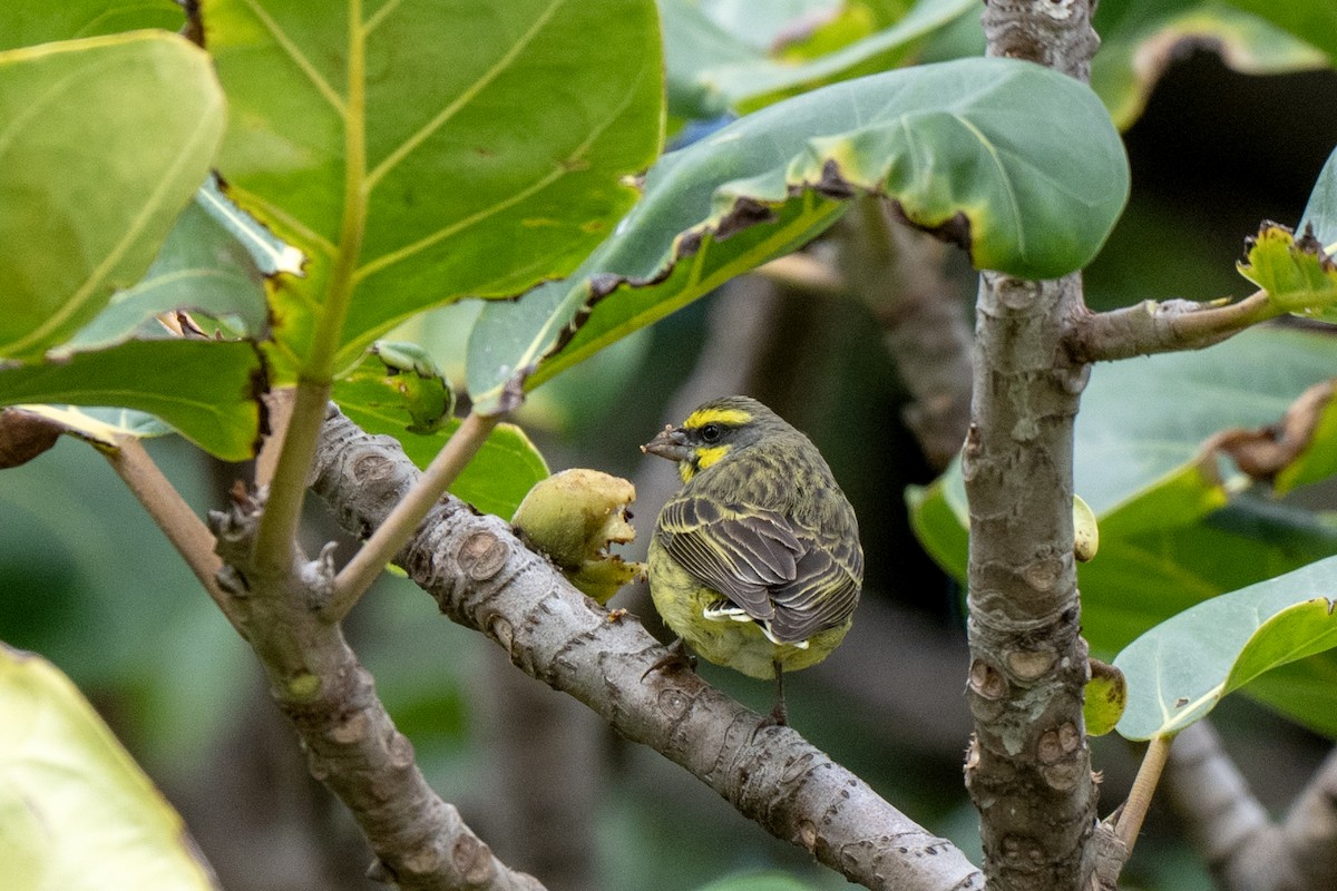 Yellow-fronted Canary - ML625883264