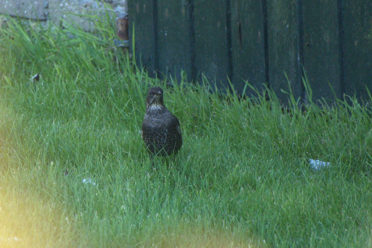 Ring Ouzel - ML625883282