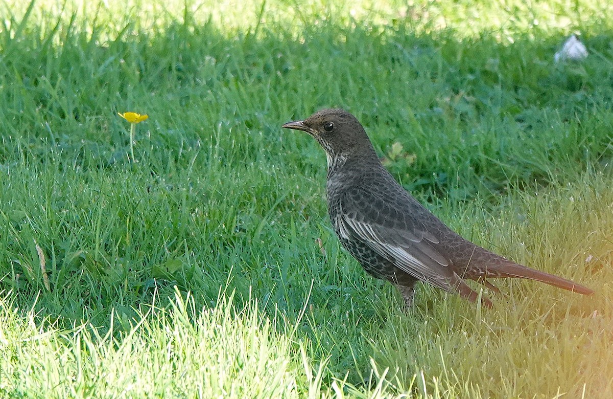Ring Ouzel - ML625883283