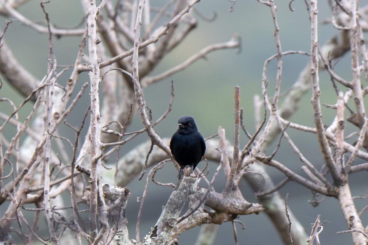 Southern Black-Flycatcher - ML625883326