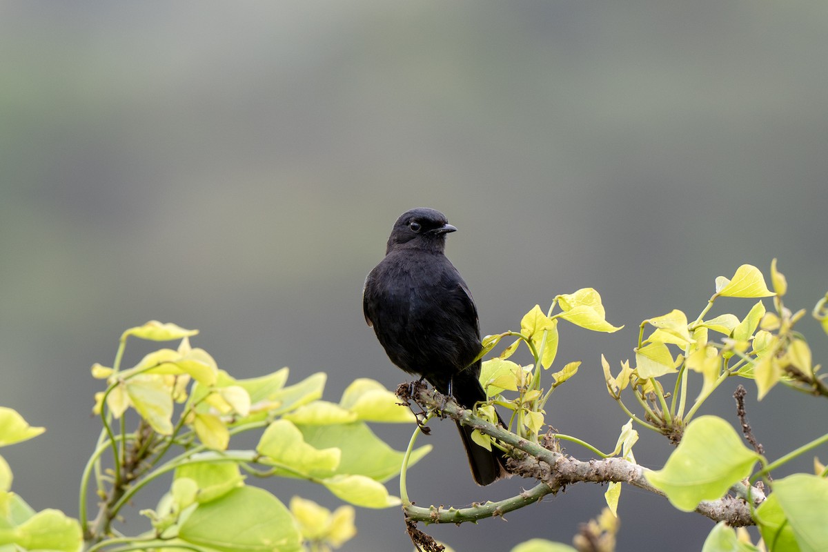 Southern Black-Flycatcher - ML625883327