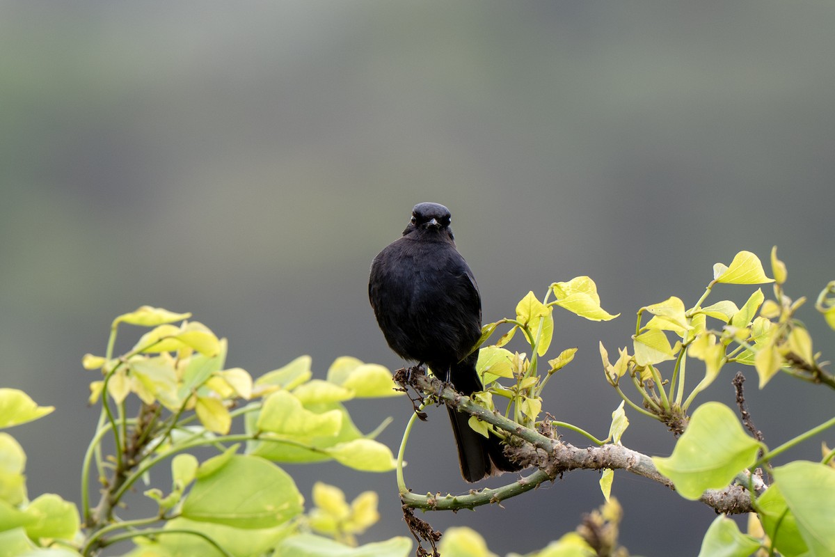 Southern Black-Flycatcher - ML625883328