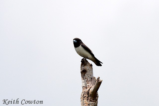 White-breasted Woodswallow - ML625883363