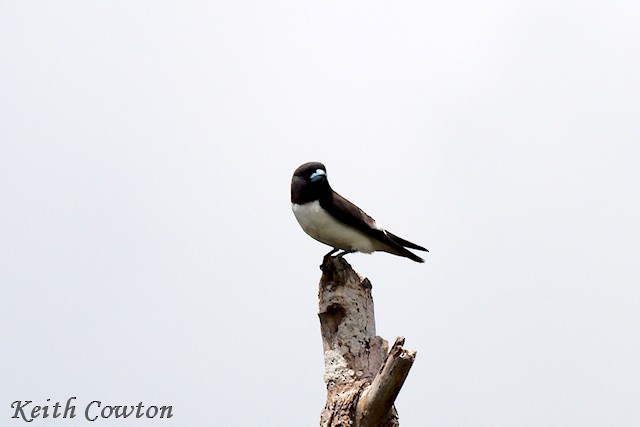 White-breasted Woodswallow - ML625883364