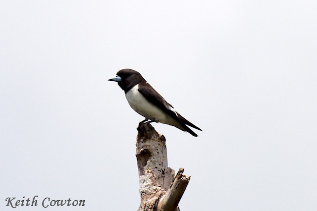 White-breasted Woodswallow - ML625883365