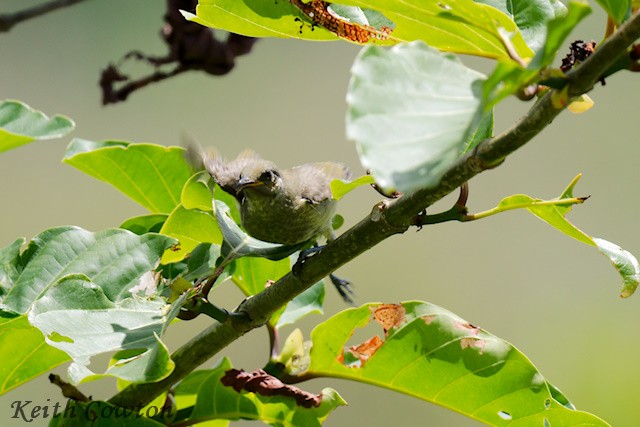 White-tufted Honeyeater - ML625883376