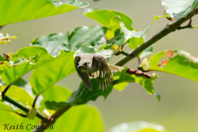 White-tufted Honeyeater - ML625883377