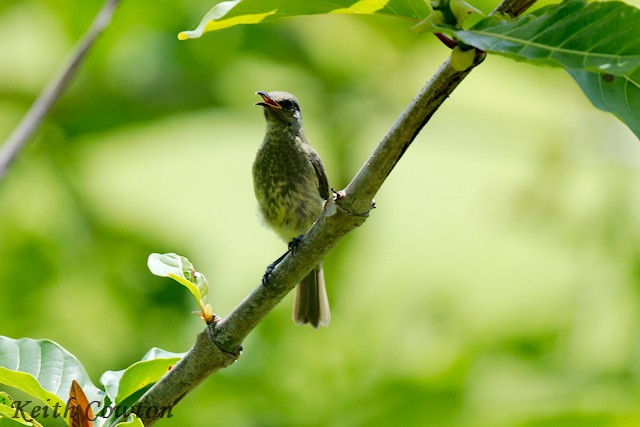White-tufted Honeyeater - ML625883378