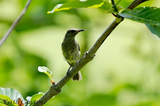 White-tufted Honeyeater - ML625883379