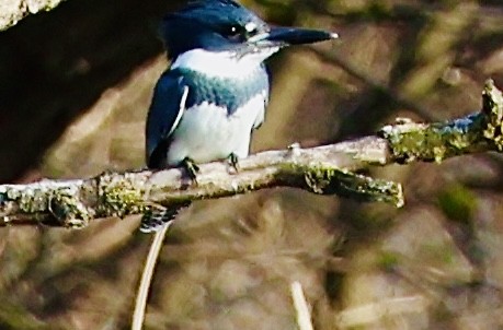 Belted Kingfisher - ML625883388