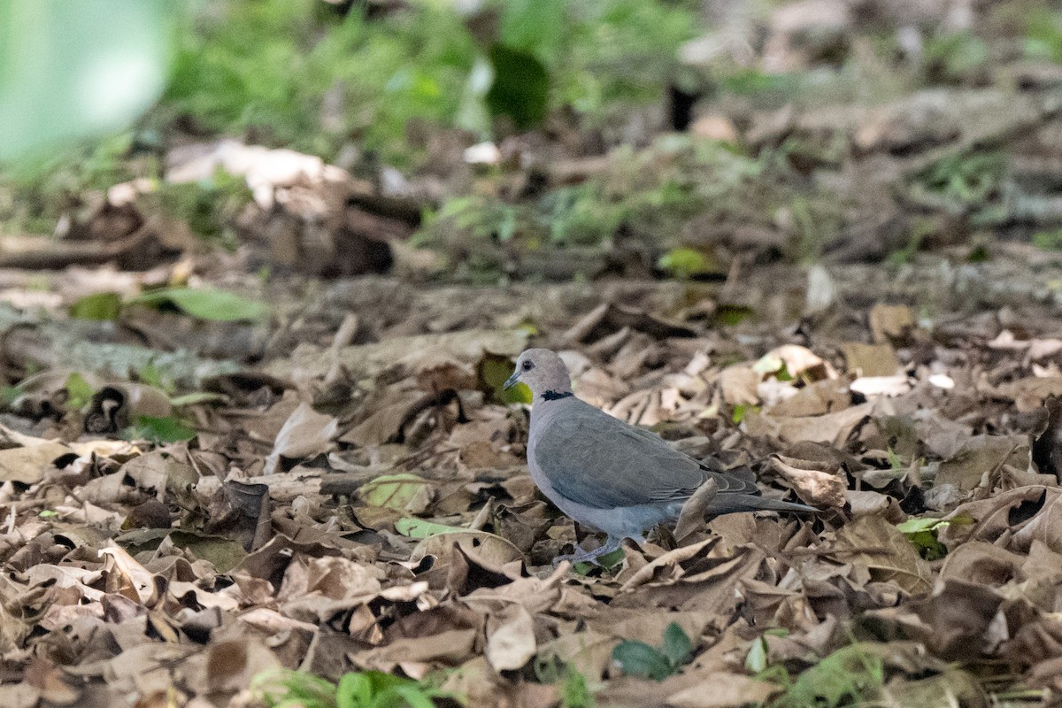 Red-eyed Dove - ML625883389