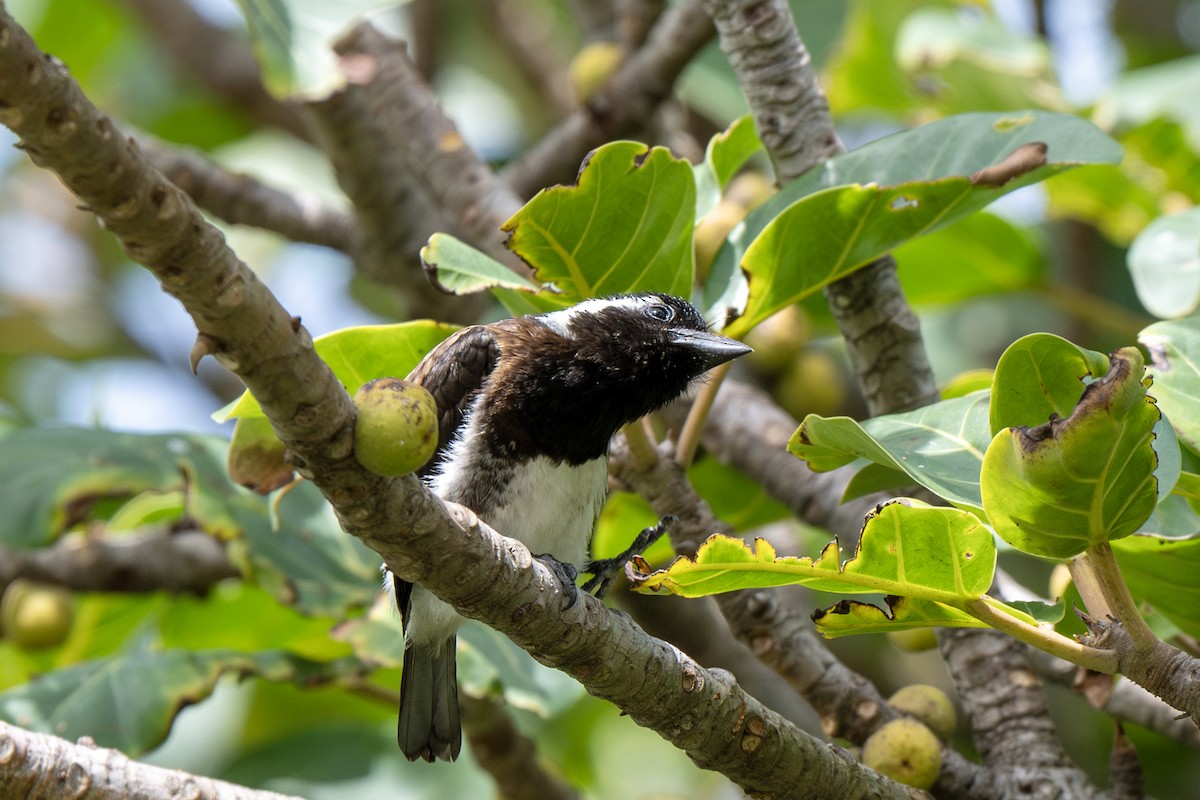 White-eared Barbet - ML625883398