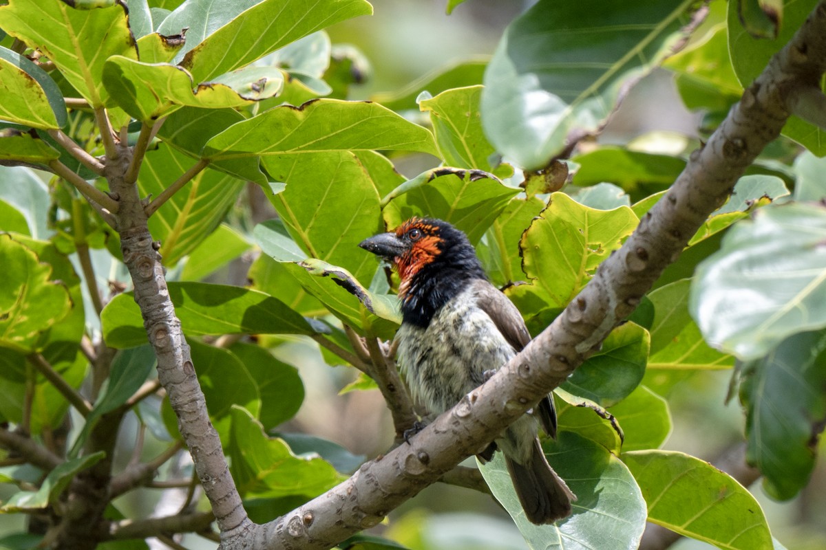 Black-collared Barbet - ML625883406