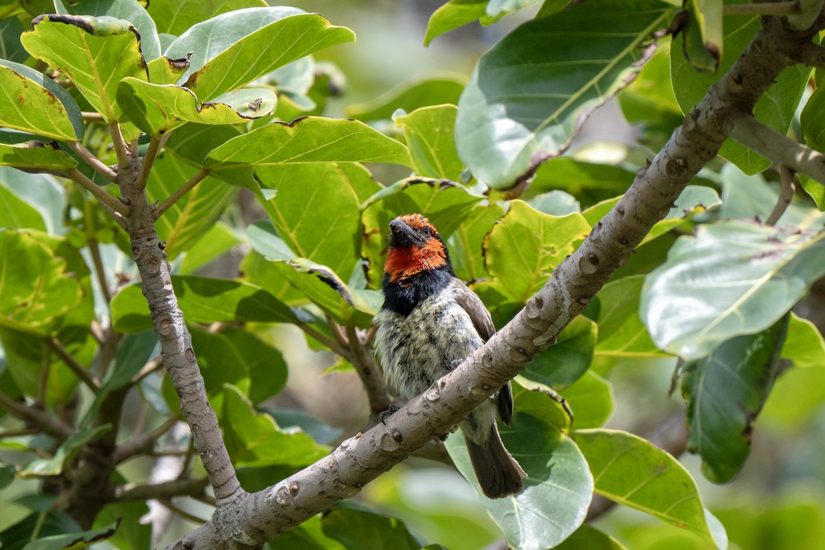 Black-collared Barbet - ML625883407