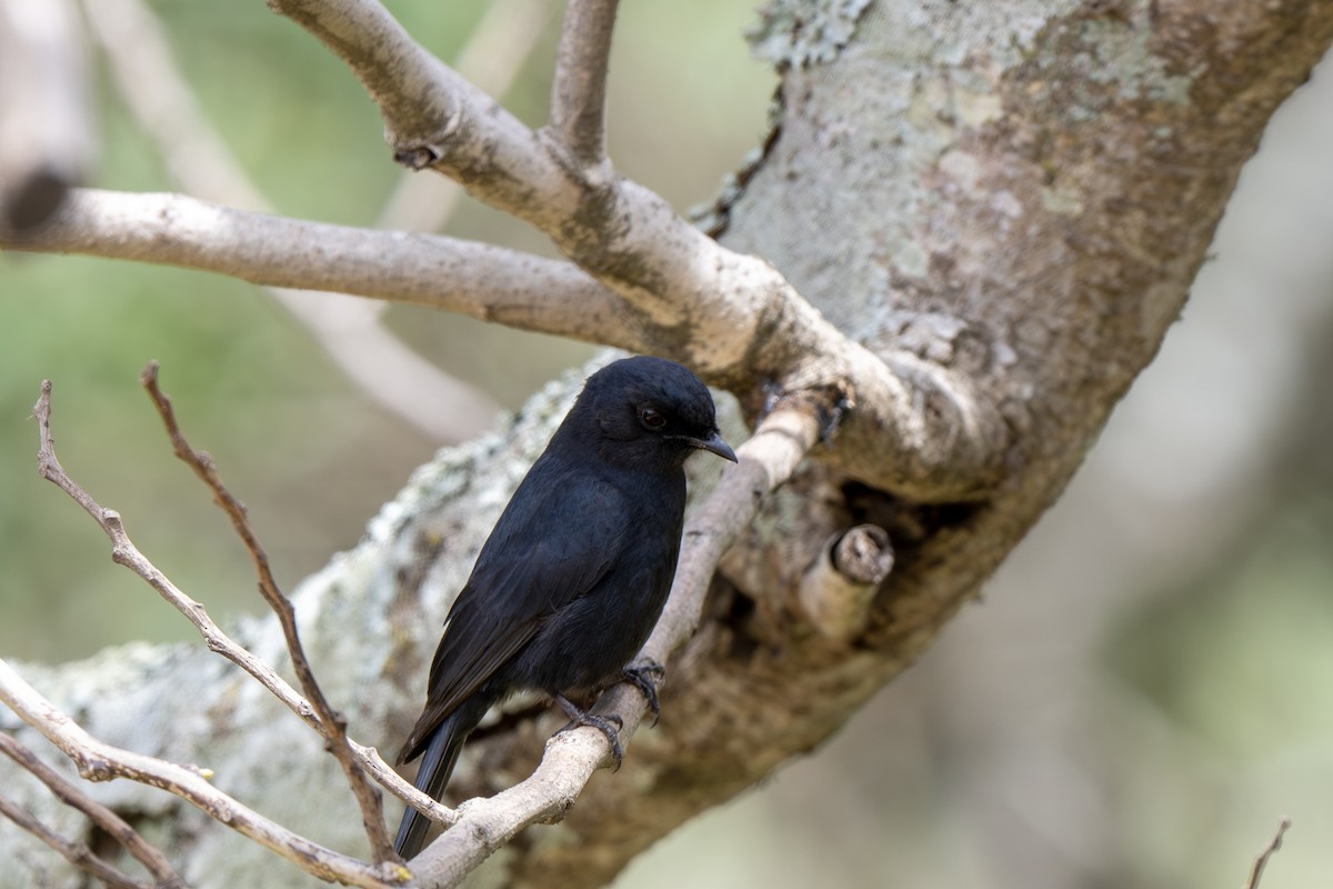 Southern Black-Flycatcher - ML625883412