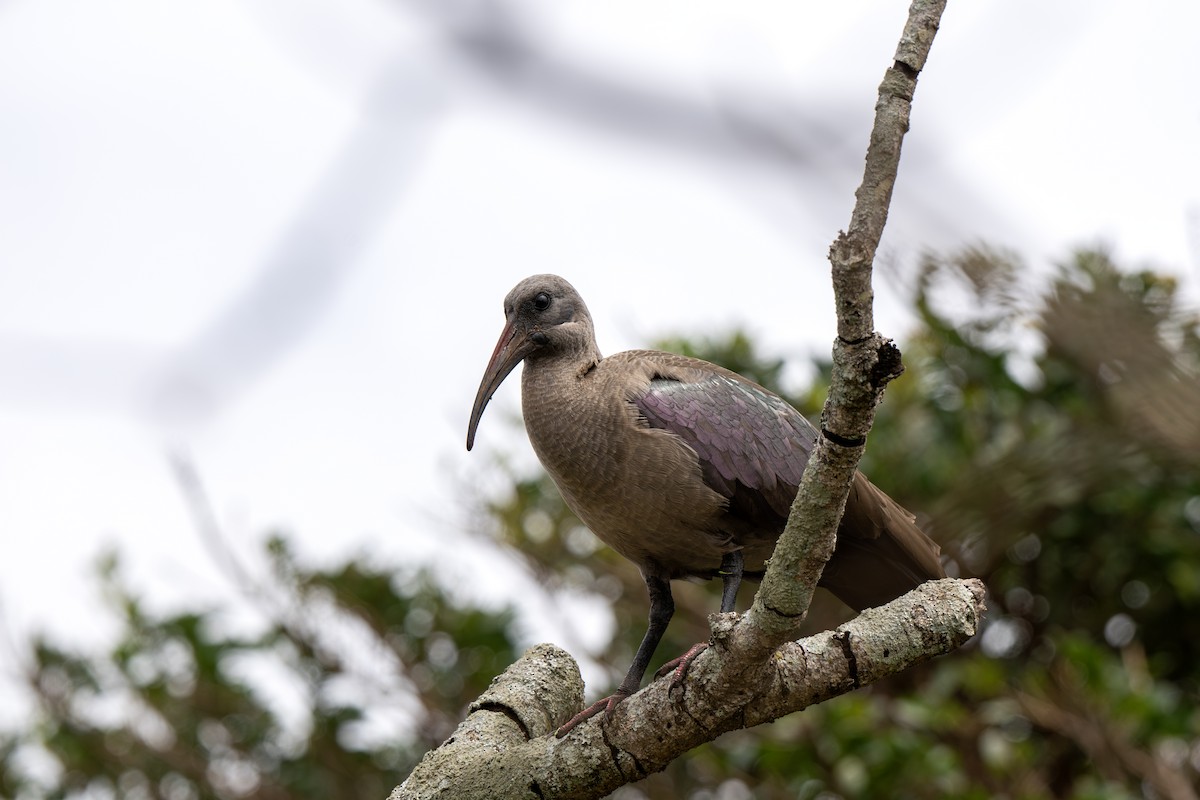 Hadada Ibis - ML625883438