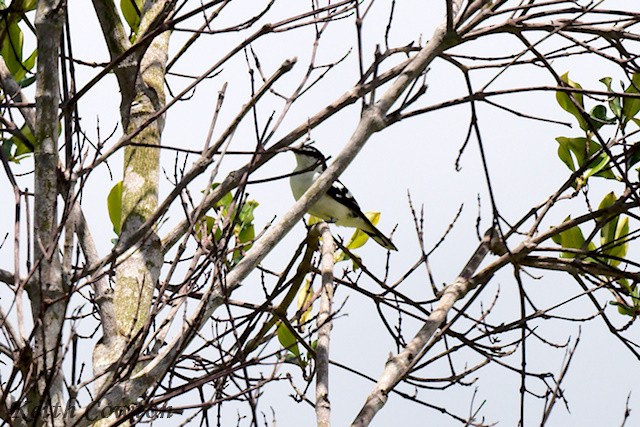 White-browed Triller - ML625883495