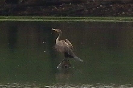 Double-crested Cormorant - ML625883516