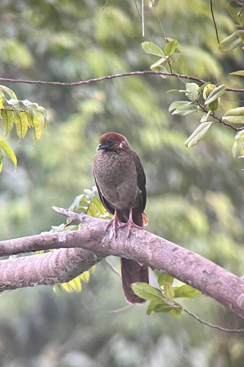 Variable Chachalaca - ML625883605