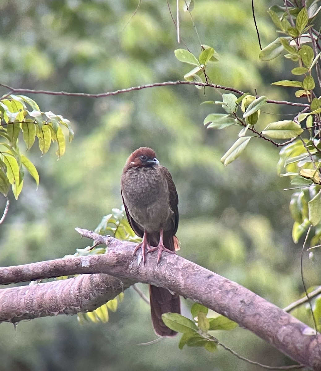 Variable Chachalaca - ML625883606