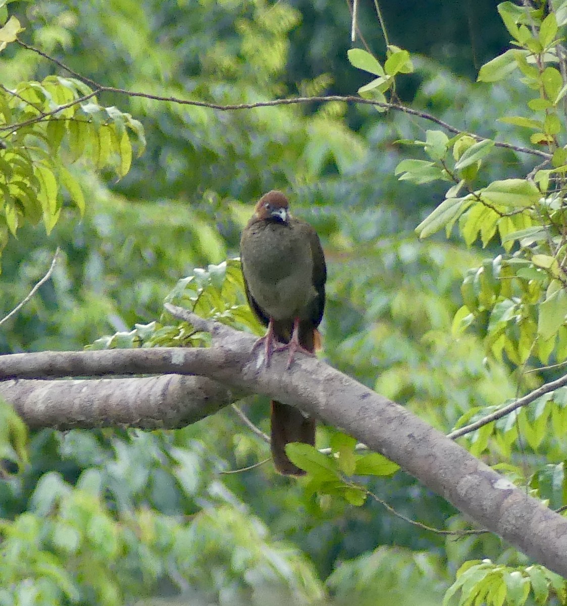 Variable Chachalaca - ML625883608