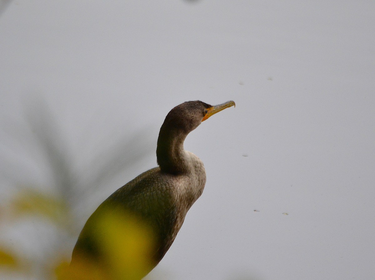 Double-crested Cormorant - ML625883771
