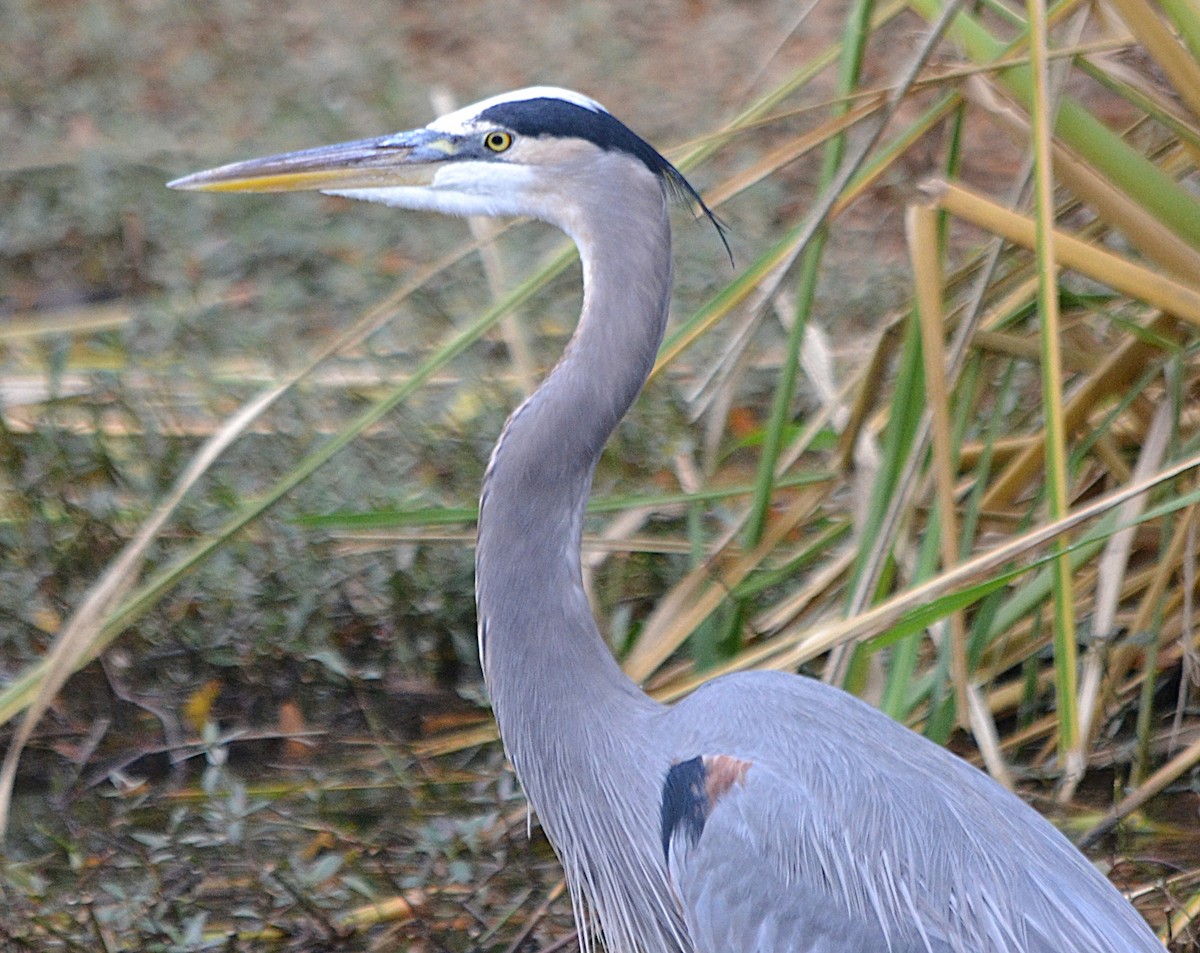 Great Blue Heron - ML625883787
