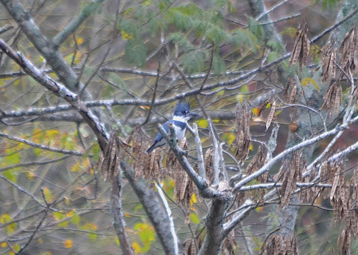 Belted Kingfisher - ML625883825