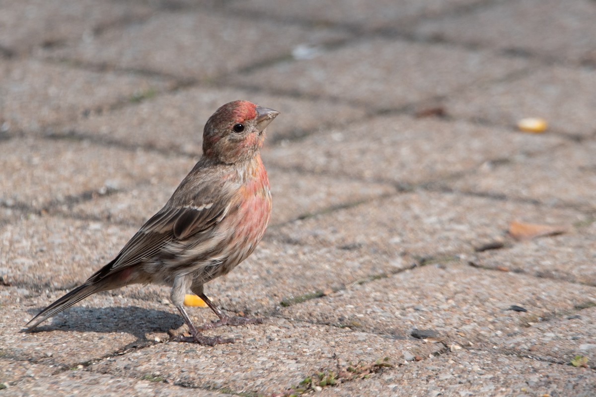 House Finch - ML625883850