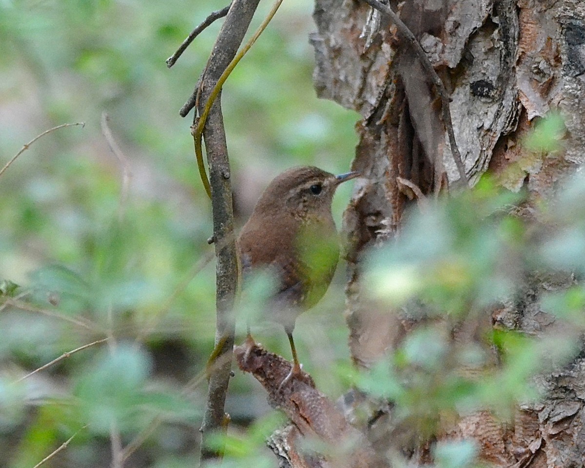 Winter Wren - ML625883869