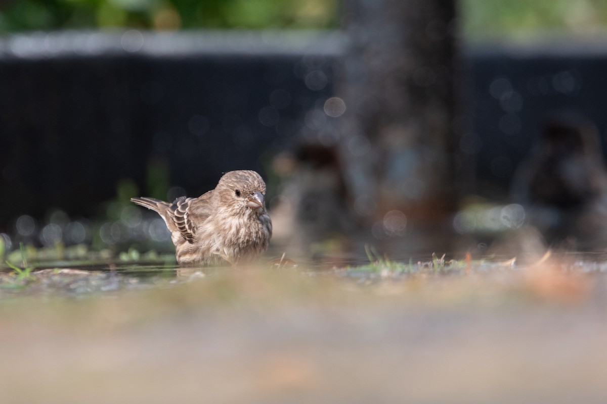 House Finch - ML625883883