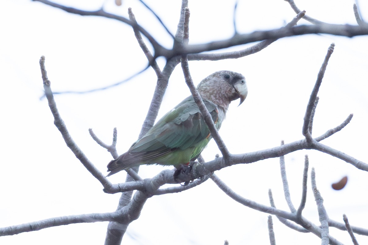 Brown-necked Parrot (Gray-headed) - ML625883900